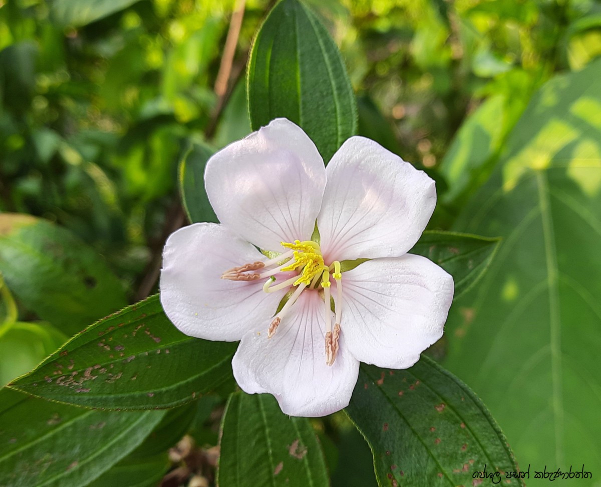 Melastoma malabathricum L.